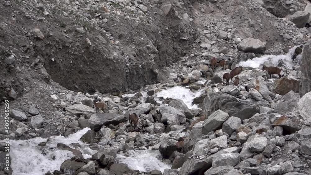 Mountain goats climbing steep rocks
Slow motion shot from Nepal, 2023
Mountain goats climbing steep rocks
Slow motion shot from Nepal, 2023