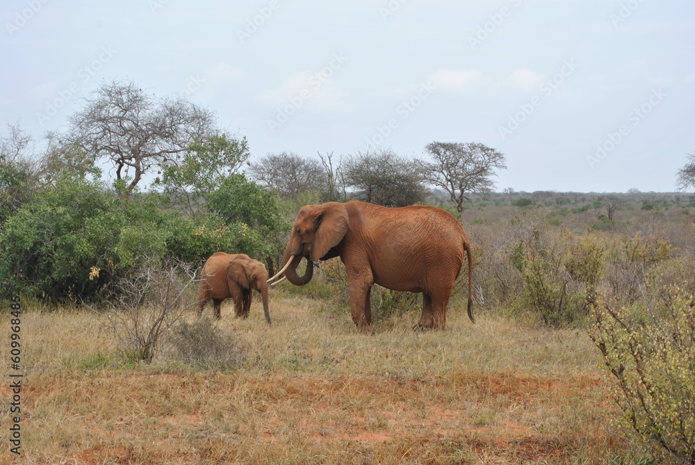 Słonica z młodym słonikiem