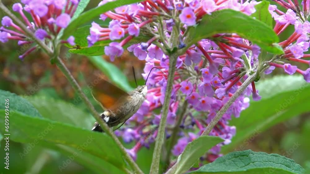 Butterfly. Beautiful hummingbird hawk-moth in flower Buddleja, details close-up view slow-motion
Butterfly. Beautiful hummingbird hawk-moth in flower Buddleja, details close-up view slow-motion
