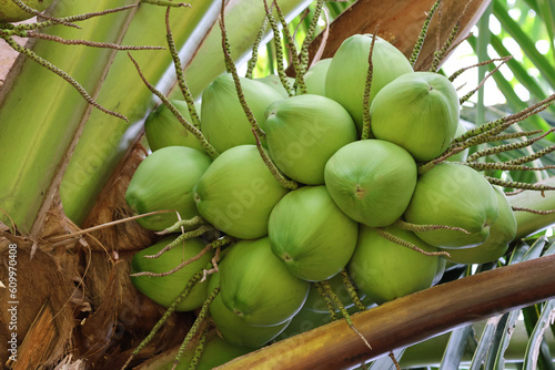 Young coconut group fresh on palm tree at organic fruit from Thailand farming
