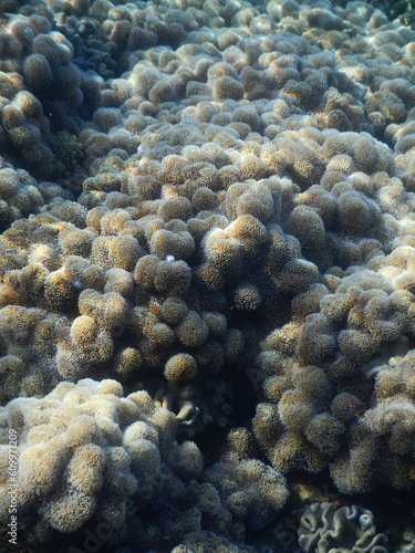 Rafa koralowa w Egipcie © Wojtek