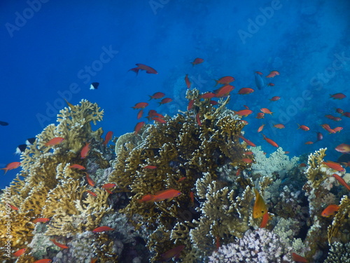 Rafa koralowa w Egipcie
