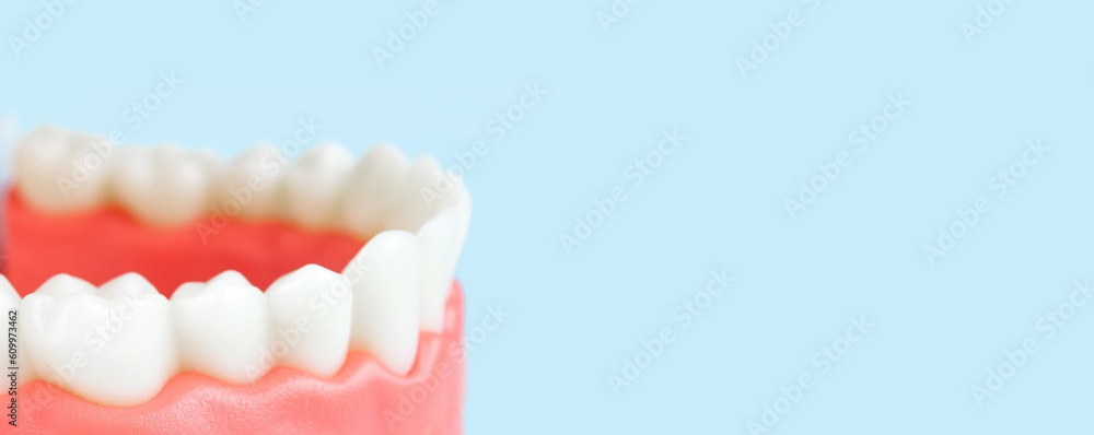 Fototapeta premium False teeth, jaws. Dentistry instruments and dental hygienist checkup concept Close up, Model of jaw is used by dentist to demonstrate how human teeth and jaw works on blue background.