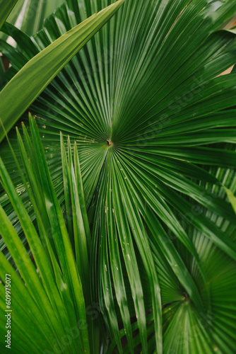 Large foliage of a green palm tree close-up