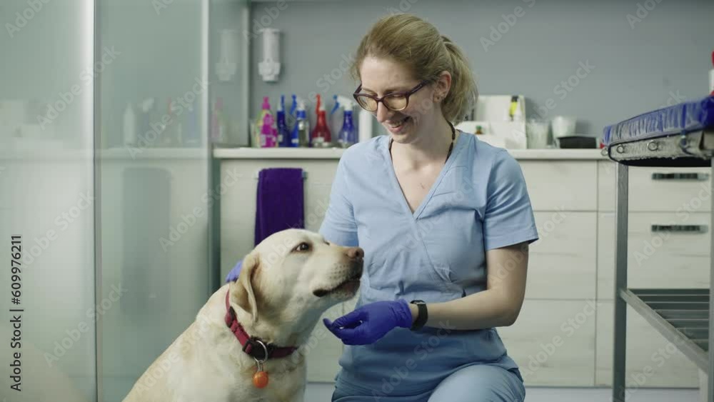 A beautiful young female veterinarian and a labrador were brought in for an examination. Veterinary clinic and happy animals and their care. High quality 4k footage A beautiful young female veterinarian and a labrador were brought in for an examination. Veterinary clinic and happy animals and their care. High quality 4k footage