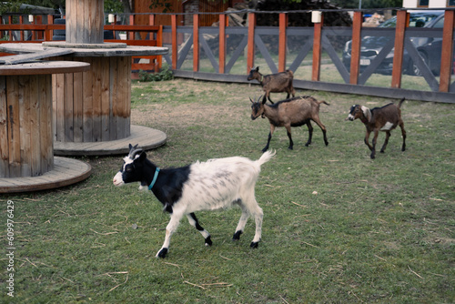 Goats on a farm