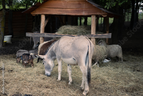Animals on a farm
