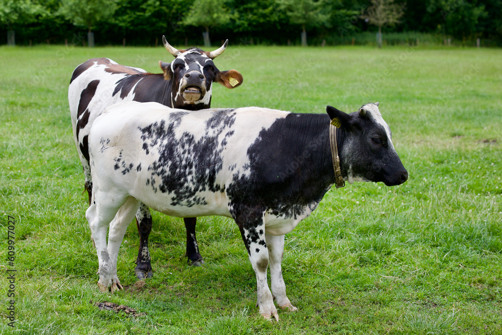 Black and white dutch cows grazing on farmland. Farming in The Netherlands. Black and white dutch cows grazing on farmland. Farming in The Netherlands.