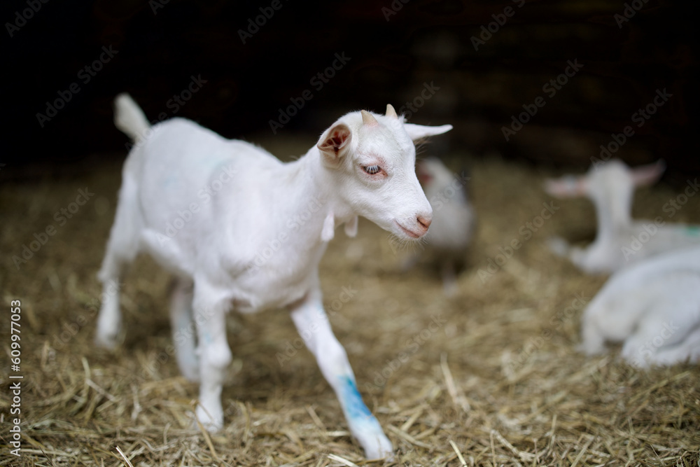 Goats at the farm near Amsterdam, The Netherlands. Farm livestock farming for the industrial production of goat milk dairy products. Goats at the farm near Amsterdam, The Netherlands. Farm livestock farming for the industrial production of goat milk dairy products.