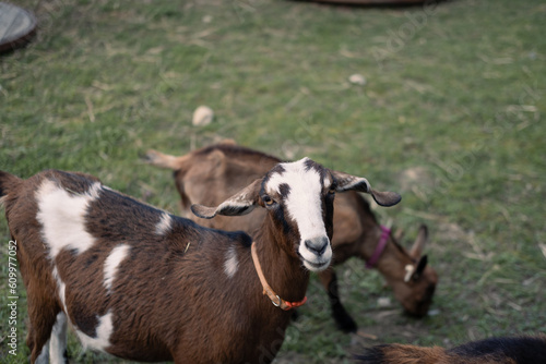 Goats on a farm
