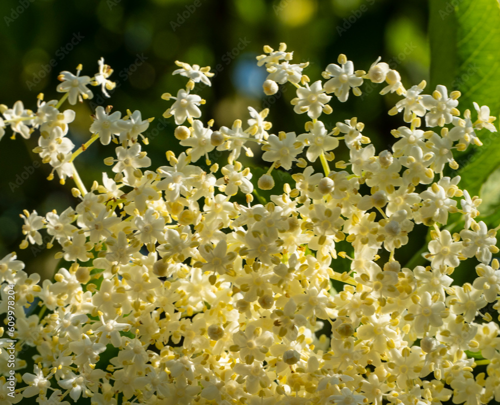 Inflorescence of black elderberry flowers. Elderflower flowers and fruits are used in