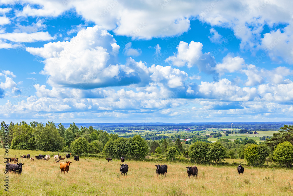 Scenic landscape view with cattles on a meadow Scenic landscape view with cattles on a meadow