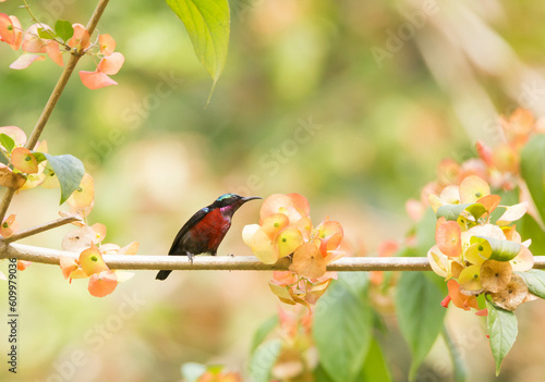 Van Hasselt’s Sunbird