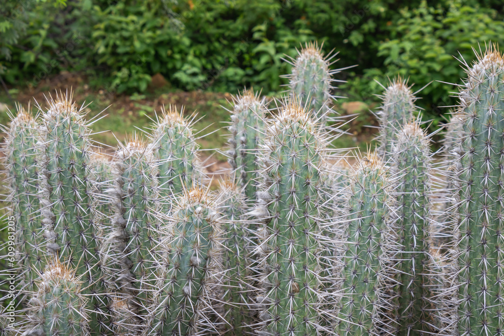 Cactus (Xique Xique) Pilosocereus gounellei. Cactus (Xique Xique) Pilosocereus gounellei.