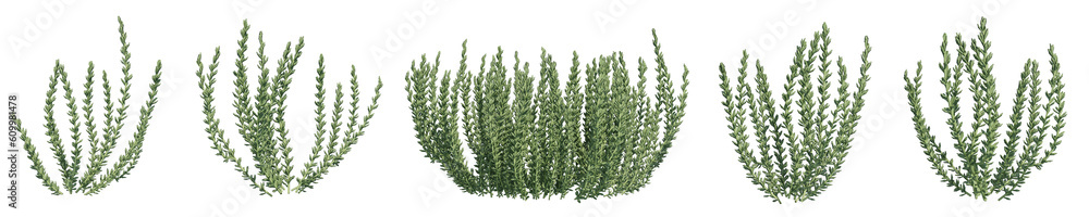 Set of Crassula plants with isolated on transparent background. PNG file, 3D rendering illustration, Clip art and cut out