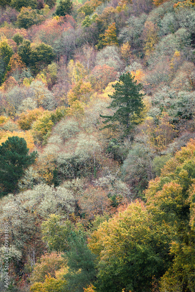 Autumnal forest with a predominance of yellowish tonalities