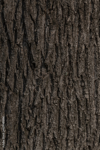 close up of gray bark texture