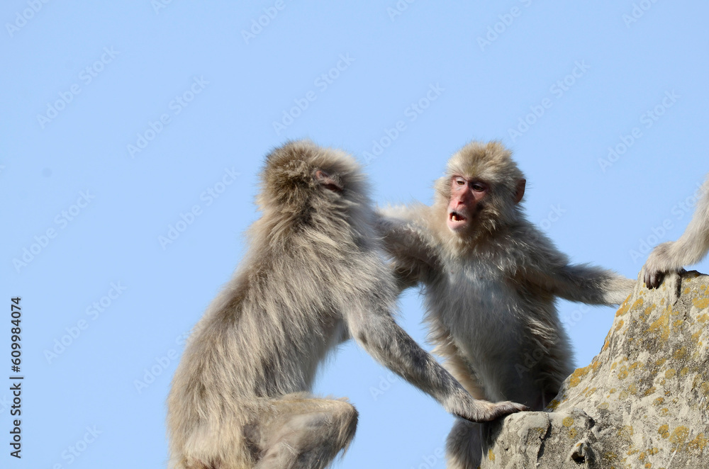 Naklejka premium ニホンザル