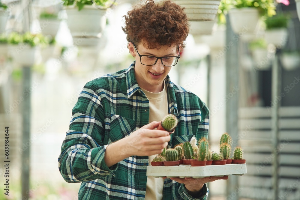 Fototapeta premium Bunch of cacti. Young man with curly hair and in glasses is in greenhouse