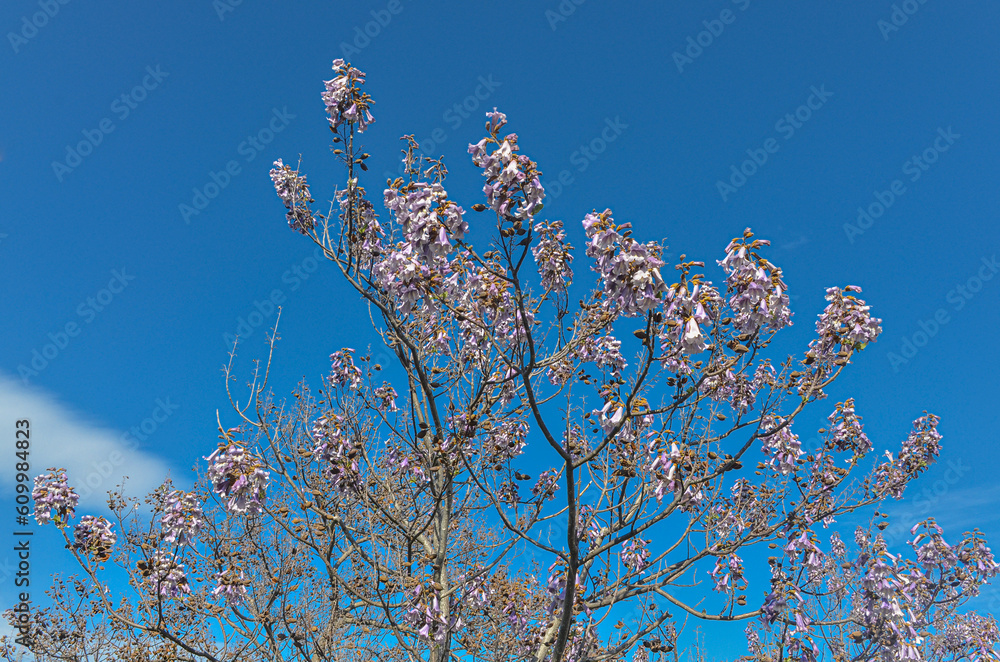 Paulownia flowers during spring season in Alacati (Cesme, Izmir rpovince, Turkiye) Paulownia flowers during spring season in Alacati (Cesme, Izmir rpovince, Turkiye)