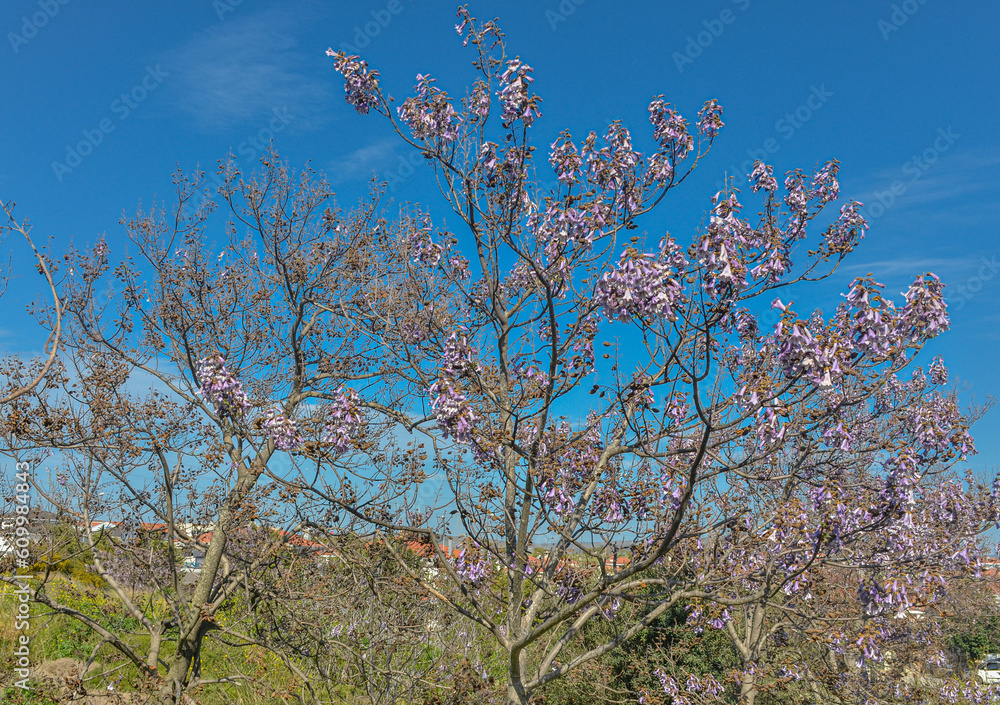 Paulownia flowers during spring season in Alacati (Cesme, Izmir rpovince, Turkiye) Paulownia flowers during spring season in Alacati (Cesme, Izmir rpovince, Turkiye)