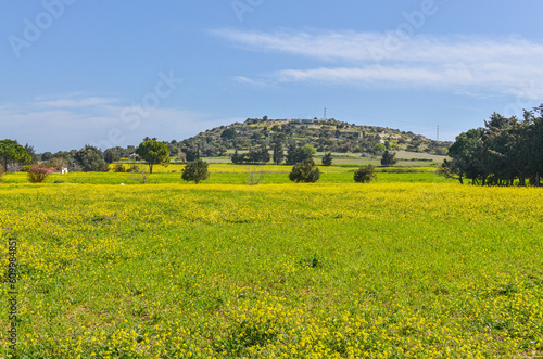 rapeseed field during spring season in Ovacik (Cesme, Izmir province, Turkiye) photo