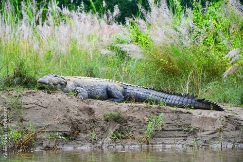 Crocodile On The riverbank In The Nepalese Jungle