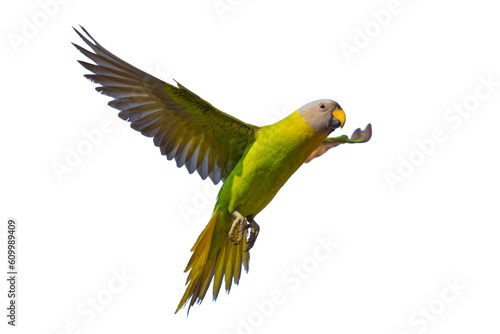 Blossom-headed Parakeet spreading wings in mid air isolated on white background