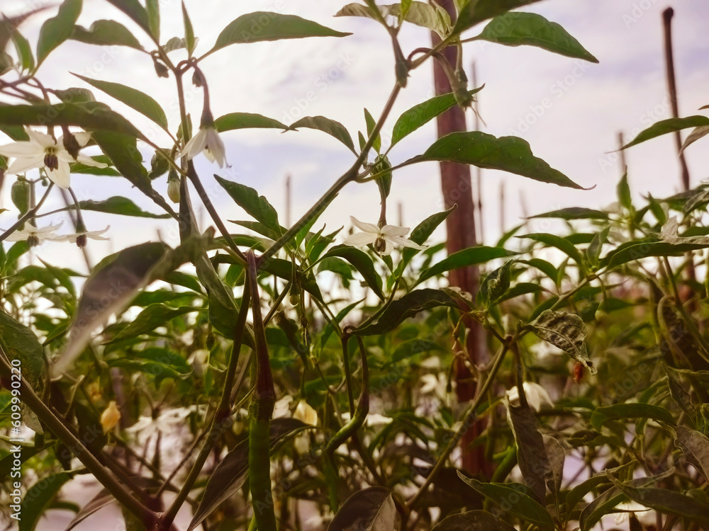 Naklejka premium plant in vintage background