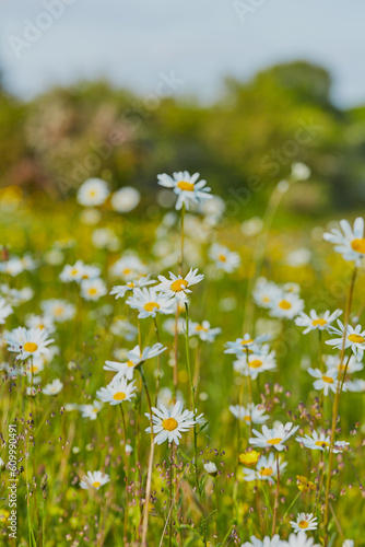 A field of wild daises shot close up with macro lense.
