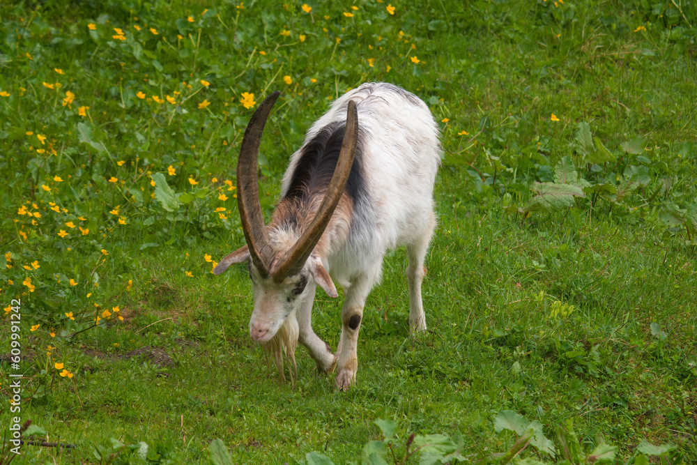 old goat buck with long horns on a green meadow old goat buck with long horns on a green meadow