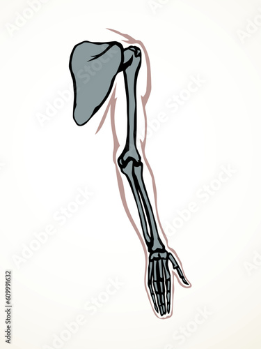 Vector drawing. Bones of the arm and shoulder
