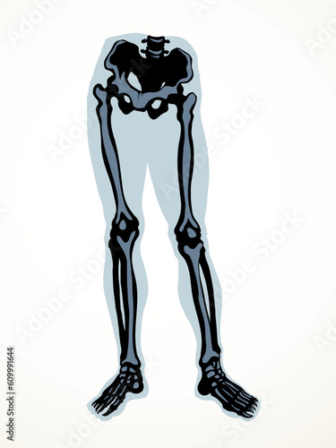 Vector drawing. Bones of the leg