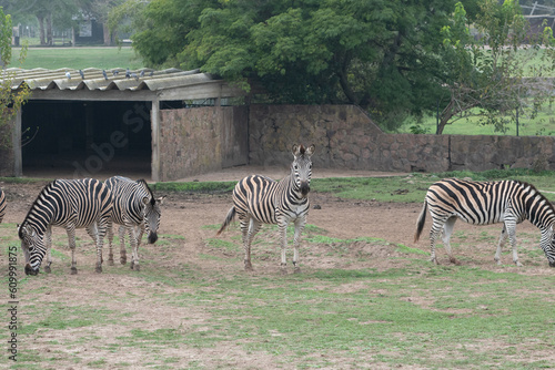 Zebras in the Parque Zoologico Lecoq in the capital of Montevideo in Uruguay