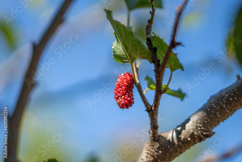 Amora on the plant photo