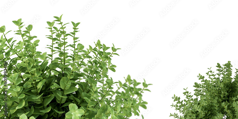 Shrubs in 3d rendering isolated
