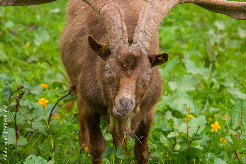 Fototapeta premium old goat buck with long horns on a green meadow