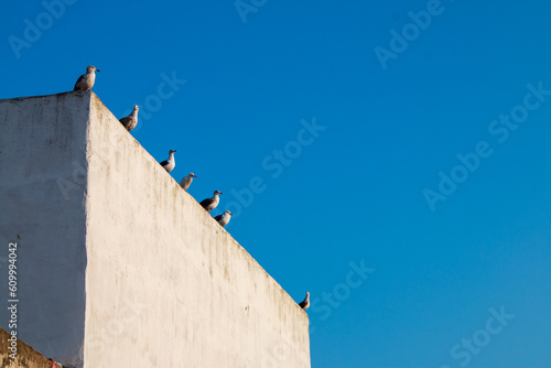pigeon in the roof of an old house