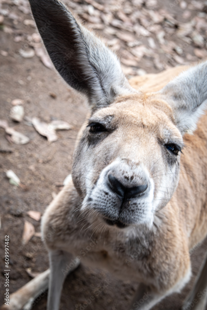 portrait of a kangaroo portrait of a kangaroo