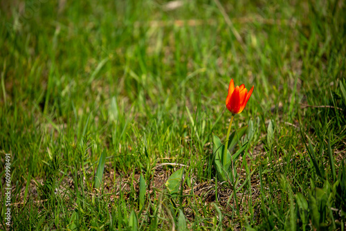 Wild Red Book tulips Kaufman in the fields of Kazakhstan. Spring flowers under the rays of sunlight. Beautiful landscape of nature. Hi spring. Beautiful flowers on a green meadow.
