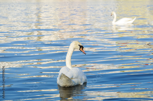 The swan's gentle movements on the water mirrored its serene nature, embodying the epitome of grace and charm.