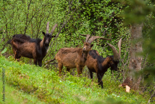 a group of goats with horns on a green meadow in summer