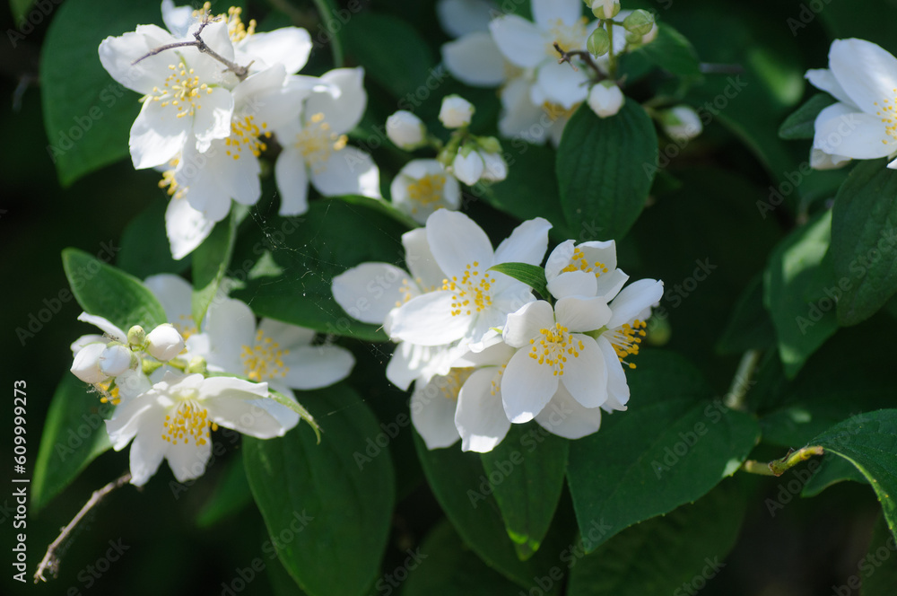flowers flowers