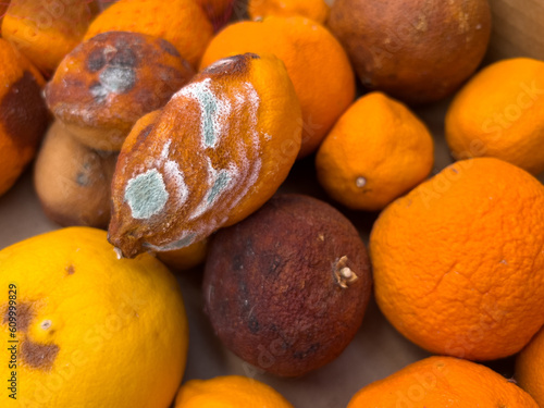 Photography Spoiled citrus fruits- Rotten, moldy, smelling, decaying lemons, Blackened orang