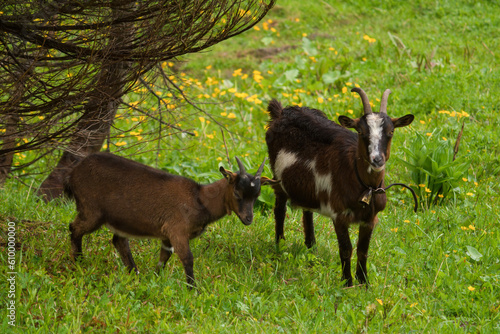 a goat with fawn in the forest on the mountains at a summer day