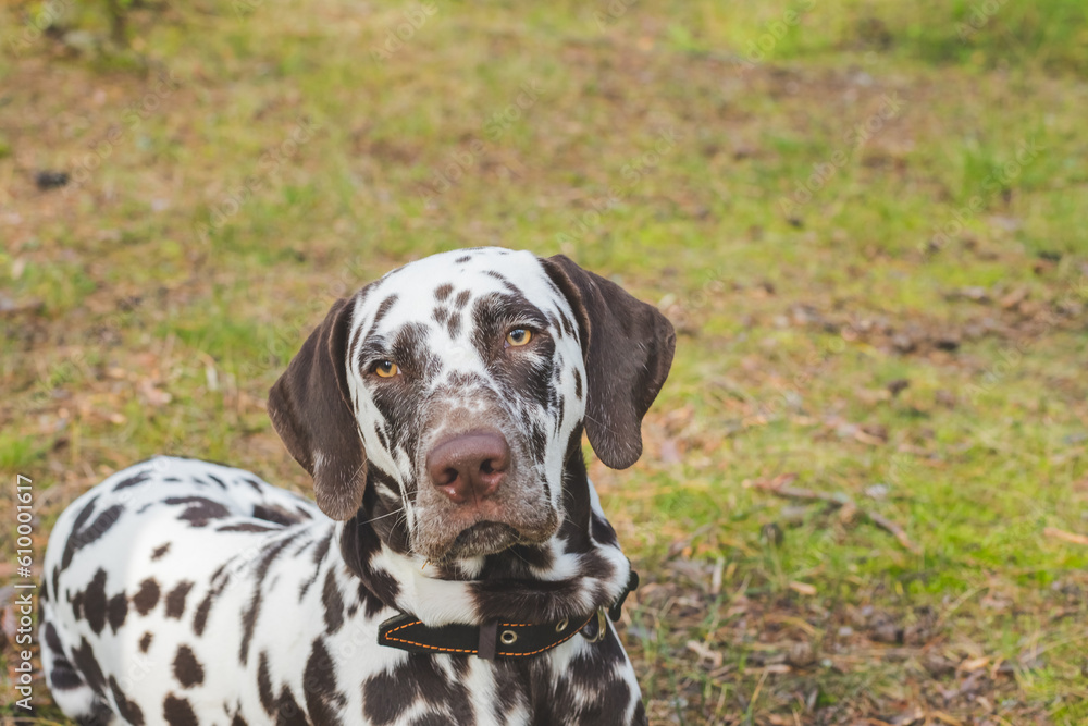 Beautiful Dalmatian, a dog with beautiful brown spots in a park in nature in a forest on a green lawn. A healthy young dog with a beautiful color.