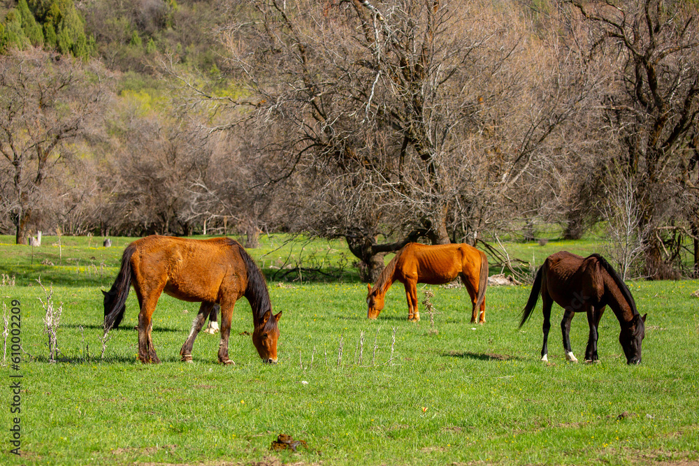 Fototapeta premium Horse and newborn foal on the background of mountains, a herd of horses graze in a meadow in summer and spring, the concept of cattle breeding, with place for text.