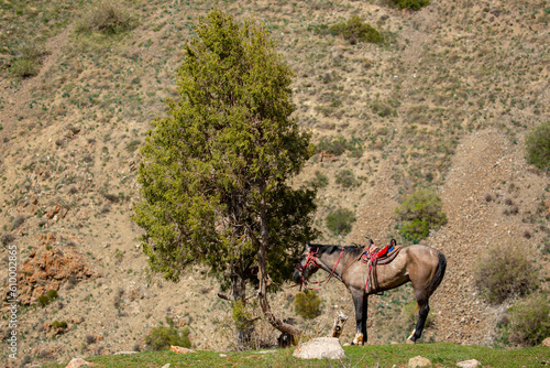Harnessed horses stand in the mountains, waiting for tourists for a horseback ride. Hiking horseback riding in nature. © Vera