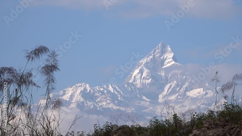 fishtail Machapuchare mountain in background
 with blue sky and plants up front, Nepal, 2023
 photo