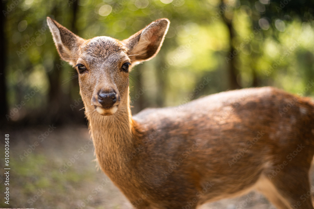 Fototapeta premium deer portrait at Nara